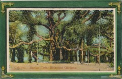 india-calcutta-banian-tree-in-botanical-garden-21-00827