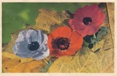 gratulation-blommor-23-00121