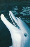 sweden-kolmarden-kolmardens-djurpark-delfinen-flapp-21-01170