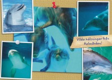 sweden-kolmarden-kolmardens-djurpark-delfiner-multiview-21-01455