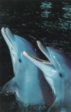 sweden-kolmarden-kolmardens-djurpark-delfinerna-emil-och-pippi-21-01172