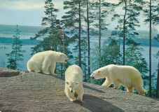 sweden-kolmarden-kolmardens-djurpark-isbjornar-21-01184