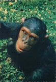 sweden-kolmarden-kolmardens-djurpark-schimpans-21-01169