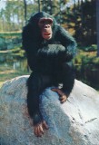 sweden-kolmarden-kolmardens-djurpark-schimpans-21-01171