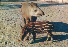 sweden-kolmarden-kolmardens-djurpark-tapirer-21-01186