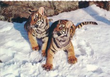 sweden-kolmarden-kolmardens-djurpark-tigrar-21-01181