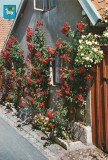 sweden-visby-rosornas-stad-21-01478