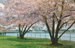usa-district-of-columbia-washington-dc-jefferson-memorial-park-cherry-blossom-21-00358