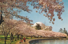 usa-district-of-columbia-washington-dc-jefferson-memorial-park-cherry-blossom-21-01612