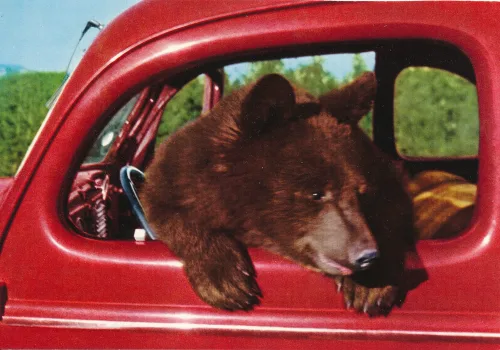 Banff - National Park - Black Bear - Canada