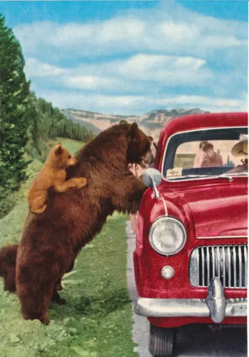 Banff - National Park - Black Bear - Canada