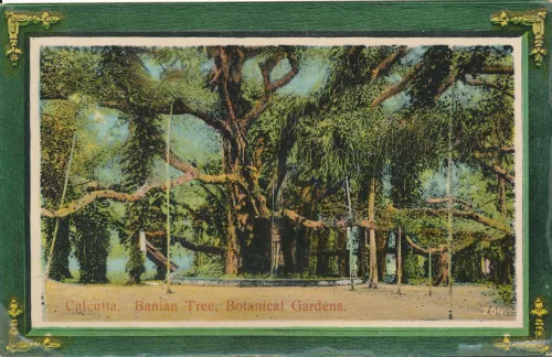 Kolkata - Banian Tree In Botanical Garden - Indien