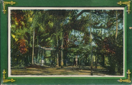 Kolkata - View Of Forest - Indien