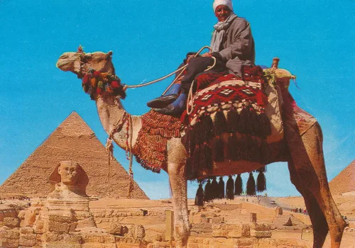 Giza - Camel Driver - Egypten