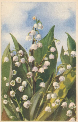 Gratulation Blommor Liljekonvaljer