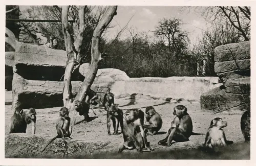 Hamburg - Hagenbeck Zoo Monkeys - Tyskland
