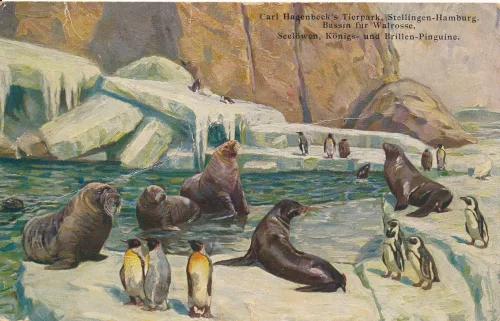 Hamburg - Hagenbeck Zoo Walrus Penguins - Tyskland