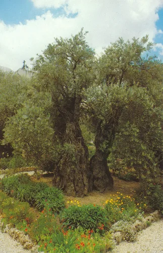 Jerusalem - Garden Of Gethsemane Olive Trees - Israel