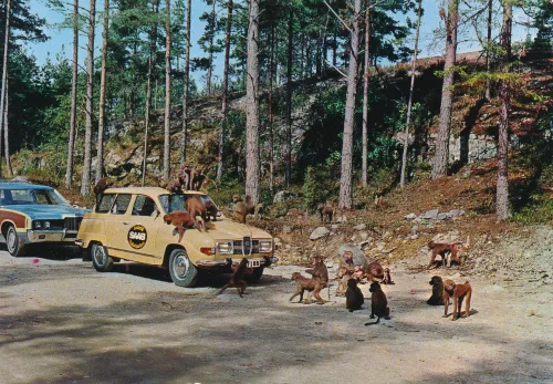 Kolmården - Kolmårdens Djurpark Babianer I Safariparken - Sverige