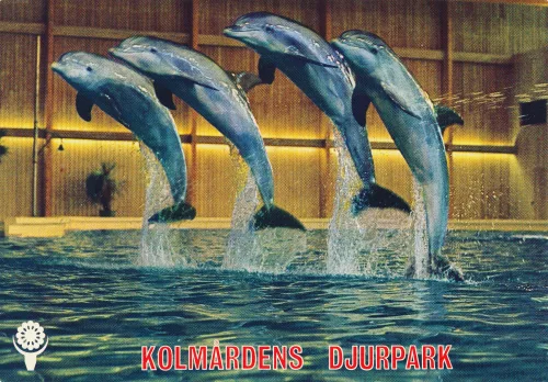 Kolmården - Kolmårdens Djurpark Delfiner - Sverige