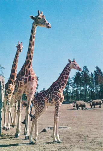 Kolmården - Kolmårdens Djurpark Girafftrio - Sverige