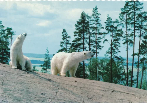 Kolmården - Kolmårdens Djurpark Isbjörnar - Sverige