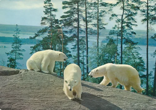Kolmården - Kolmårdens Djurpark Isbjörnar - Sverige