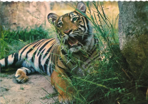 Kolmården - Kolmårdens Djurpark Tiger - Sverige