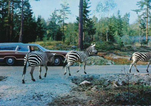 Kolmården - Kolmårdens Djurpark Zebror På Väg - Sverige
