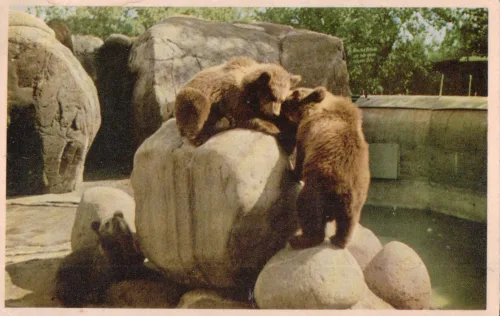 Stockholm - Skansen Björnungar - Sverige