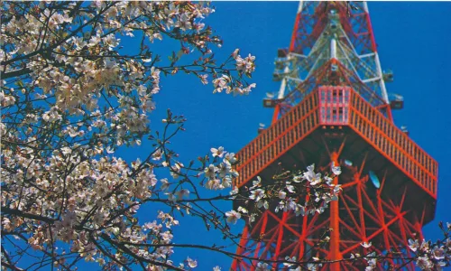 Tokyo - Tokyo Tower With Cherry Blossoms - Japan